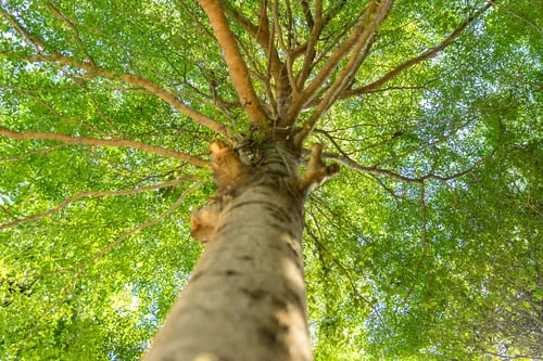 Certified Arborist Services / Servicios de Arborista
