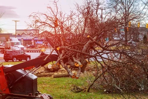 Dangerous & Dead Branch Removal / Ramas Peligrosas
