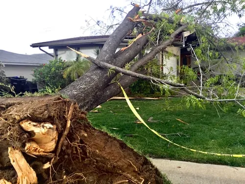 Storm Damage Tree Removal / Daños por Tormenta