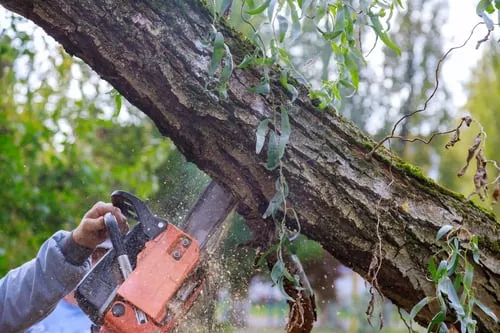 Tree Cutting & Trimming / Corte de Árboles