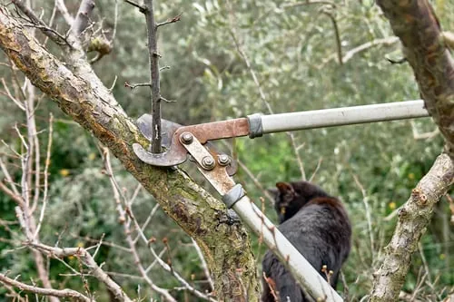 Tree Pruning / Poda de Árboles