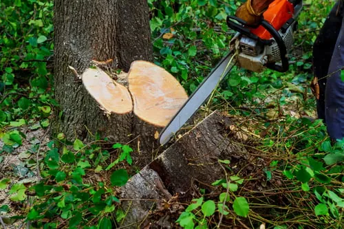 Tree Removal / Remoción de Árboles